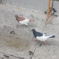 کبوتر|پرنده|قنوات, |دیوار