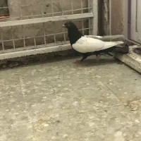 کفتر پرش صید|پرنده|مشهد, عبادی|دیوار