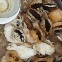 جوجه مرغ محلی