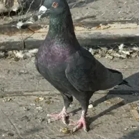 بزک سیاه طاووسی شامی سیاه سینه سفید|پرنده|شیراز, شهرک گلستان|دیوار