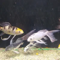 ماهی کوی|ماهی|ورامین, ورامین|دیوار