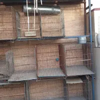 قفس سره .قناری .تله