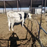 یک رس گاواوستن|حیوانات مزرعه|گلبهار, شهر جدید گلبهار|دیوار