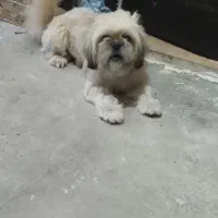 حیوان سگ شیتزو