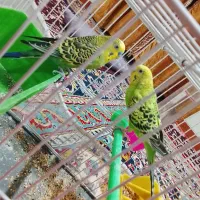 مرغ عشق خوشگل ب فروش میرسد
