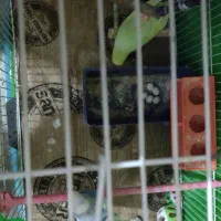 یک جفت مرغ عشق کار داده جوان روی 5تخم|پرنده|مشهد, رضاشهر|دیوار