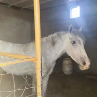 مادیان|اسب و تجهیزات اسب‌سواری|بروجن, |دیوار