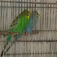 دوعددمرغ عشق زیبا