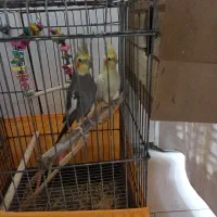 عروس هلندی مولد|پرنده|رباطکریم, رباطکریم|دیوار