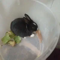 بلک کوچولو|موش و خرگوش|یزد, |دیوار