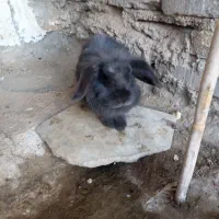 خرگوش لپی ماده