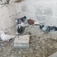 کبوتر