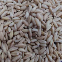 گندم صدرا بذری