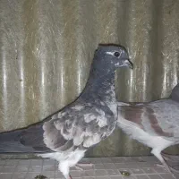 کبوترفروشی|پرنده|تهران, افسریه شمالی|دیوار