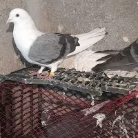 کبوتر پشتدار