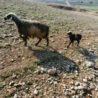 میش با بره|حیوانات مزرعه|دهدشت, |دیوار