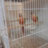 طوطی گرینچیک