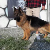 ژرمن آلمانی نگهبان باهوش آموزش پذیرgerman shepherd