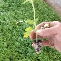 نشا گوجه ربی