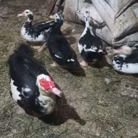 اردک سیکا اسراییلی