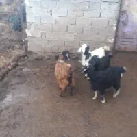 بز چپیش|حیوانات مزرعه|اردبیل, |دیوار