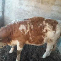 گستر چاق و چله