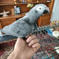 کاسکو
