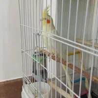 نر و بالغ|پرنده|تربت‌حیدریه, شهرک ولیعصر|دیوار