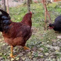 غاز محلی و خروس|حیوانات مزرعه|لاهیجان, آهندان|دیوار