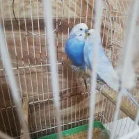 یک جفت مرغ عشق