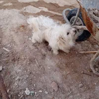 سگ پاکوتاه نژاد شیتزو