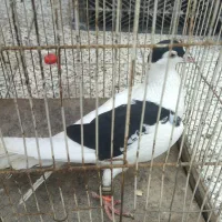 کفتر چپ خال به محله ایثارگران