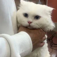 جفت گیری گربه پرشین سفید چشم آبی