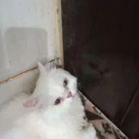 گربه ماده پرشین شناسنامه دار