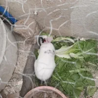 خرگوش خانگی