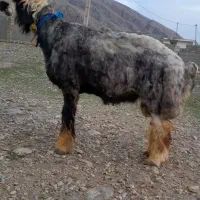 قوچ روزگاری