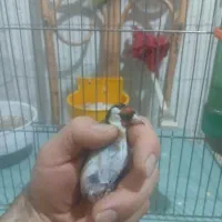 قناری گلاستر ماده سهره دو ماه قفس|پرنده|اسکو, |دیوار