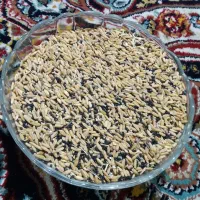 گندم برای کبوتر