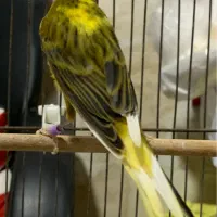 قناری نر قرص بخون|پرنده|چالوس, |دیوار