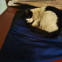 مژدگانی گربه گمشده