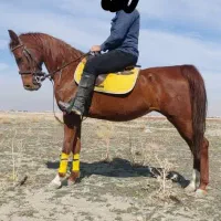 مادیان|اسب و تجهیزات اسب‌سواری|طسوج, |دیوار