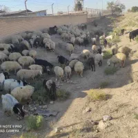 گله میش وبز جوان یک صاحب  برای مالداری  وپرواری|حیوانات مزرعه|رضویه, |دیوار