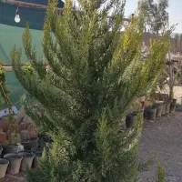 گل های آپارتمانی با مناسب ترین قیمت