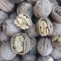 گردو پوست کاغذی ونایی|عمدهفروشی|بروجرد, |دیوار