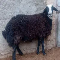 مزرعه و حیوانات|حیوانات مزرعه|پیشخور, |دیوار