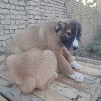 توله سگ نگهبان سرابی فی ۲ونیم