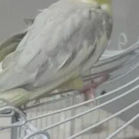 عروس هلندی نر|پرنده|مشهد, مشکینی (شهرک غرب)|دیوار