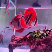 فروش پنج عدد دیسکس چهار و نیم پنج اینچ