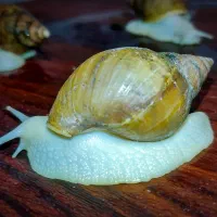 فروش فوری حلزون آچاتینا آلبینو قیمت خیلی پایین