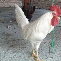 خروس لاری قرمز و خروس سفید|پرنده|همدان, |دیوار